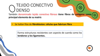 TEJIDO CONECTIVO
DENSO
También denominado tejido conectivo fibroso tiene fibras de colágeno como
principal elemento de su matriz
• Se hallan filas de fibroblastos: células que fabrican fibra
Forma estructuras resistentes con aspecto de cuerda como los
tendones y los ligamentos.
 