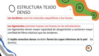 ESTRUCTURA TEJIDO
DENSO
Los tendones unen los músculos esqueléticos a los huesos
Los ligamentos conectan huesos con huesos en las articulaciones.
Los ligamentos tienen mayor capacidad de alargamiento y contienen mayor
cantidad de fibras elásticas que los tendones.
El tejido conectivo denso también forma las capas inferiores de la piel (la
dermis).
 