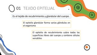 TEJIDO EPITELIAL
01
Es el tejido de recubrimiento y glandular del cuerpo.
El epitelio glandular forma varias glándulas en
el organismo
El epitelio de recubrimiento cubre todas las
superficies libres del cuerpo y contiene células
versátiles
 