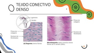 TEJIDO CONECTIVO
DENSO
 