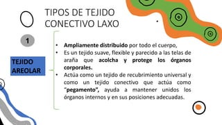 TIPOS DE TEJIDO
CONECTIVO LAXO
TEJIDO
AREOLAR
• Ampliamente distribuido por todo el cuerpo,
• Es un tejido suave, flexible y parecido a las telas de
araña que acolcha y protege los órganos
corporales.
• Actúa como un tejido de recubrimiento universal y
como un tejido conectivo que actúa como
“pegamento”, ayuda a mantener unidos los
órganos internos y en sus posiciones adecuadas.
1
 