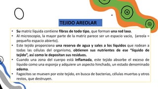 TIPOS DE TEJIDO
CONECTIVO LAXO
TEJIDO AREOLAR
• Su matriz líquida contiene fibras de todo tipo, que forman una red laxa.
• Al microscopio, la mayor parte de la matriz parece ser un espacio vacío, (areola =
pequeño espacio abierto).
• Este tejido proporciona una reserva de agua y sales a los líquidos que rodean a
todas las células del organismo, obtienen sus nutrientes de ese “líquido de
tejido”, así como le depositan sus residuos.
• Cuando una zona del cuerpo está inflamada, este tejido absorbe el exceso de
líquido como una esponja y adquiere un aspecto hinchado, un estado denominado
edema.
• Fagocitos se mueven por este tejido, en busca de bacterias, células muertas y otros
restos, que destruyen.
 