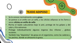 TIPOS DE TEJIDO
CONECTIVO LAXO
• Se le conoce normalmente como grasa.
• Se parece a un anillo con un sello, a las células adiposas se les llama a
veces células en anillo de sello
• Forma el tejido subcutáneo bajo la piel, protege de los golpes y del
calor y frío extremos
• Protege individualmente algunos órganos (los riñones , globos
oculares.
• También hay “depósitos” de grasa en el organismo, como las caderas y
los pechos, donde se almacena la grasa.
TEJIDO ADIPOSO
2
 