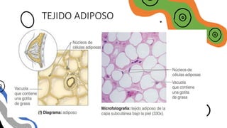 TEJIDO ADIPOSO
 