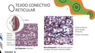 TEJIDO CONECTIVO
RETICULAR
 