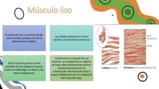 Músculo liso
El músculo liso o visceral recibe
este nombre porque no tiene
estriaciones visibles.
Las células poseen un único
núcleo y tienen forma de huso
Este musculo parece en las
paredes de los órganos huecos
como el estómago, el útero y los
vasos sanguíneos.
Conforme el músculo liso se
contrae, la cavidad de un órgano
se hace alternativamente menor
(estrechamiento por la
contracción del músculo liso) o
mayor (dilatación por la relajación
del músculo liso).
 
