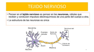 TEJIDO NERVIOSO
• Pensar en el tejido nervioso es pensar en las neuronas, células que
reciben y conducen impulsos electroquímicos de una parte del cuerpo a otra.
• La estructura de las neuronas es única
55
 