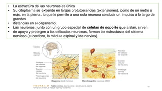 56
• La estructura de las neuronas es única
• Su citoplasma se extiende en largas protuberancias (extensiones), como de un metro o
más, en la pierna, lo que le permite a una sola neurona conducir un impulso a lo largo de
grandes
• distancias en el organismo.
• Las neuronas, junto con un grupo especial de células de soporte que aíslan, sirven
• de apoyo y protegen a las delicadas neuronas, forman las estructuras del sistema
nervioso (el cerebro, la médula espinal y los nervios).
 