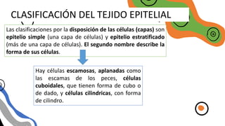 CLASIFICACIÓN DEL TEJIDO EPITELIAL
Las clasificaciones por la disposición de las células (capas) son
epitelio simple (una capa de células) y epitelio estratificado
(más de una capa de células). El segundo nombre describe la
forma de sus células.
Hay células escamosas, aplanadas como
las escamas de los peces, células
cuboidales, que tienen forma de cubo o
de dado, y células cilindricas, con forma
de cilindro.
 