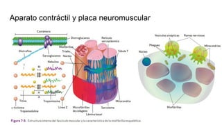 Aparato contráctil y placa neuromuscular
 