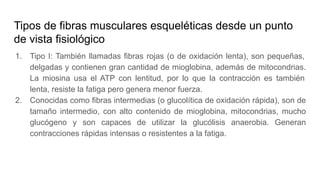 Tipos de fibras musculares esqueléticas desde un punto
de vista fisiológico
1. Tipo I: También llamadas fibras rojas (o de oxidación lenta), son pequeñas,
delgadas y contienen gran cantidad de mioglobina, además de mitocondrias.
La miosina usa el ATP con lentitud, por lo que la contracción es también
lenta, resiste la fatiga pero genera menor fuerza.
2. Conocidas como fibras intermedias (o glucolítica de oxidación rápida), son de
tamaño intermedio, con alto contenido de mioglobina, mitocondrias, mucho
glucógeno y son capaces de utilizar la glucólisis anaerobia. Generan
contracciones rápidas intensas o resistentes a la fatiga.
 