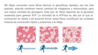 2B: Mejor conocidas como fibras blancas (o glucolíticas rápidas), son las más
grandes, además contienen menor cantidad de mioglobina y mitocondrias, pero
con mayor cantidad de glucógeno. Este tipo de fibras depende de la glucólisis
anaerobia para generar ATP. La actividad de la ATPasa es alta por lo que la
contracción es rápida y de duración breve; estas fibras constituyen las unidades
motoras de contracción rápida y propensas a la fatiga
 
