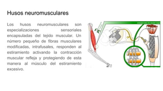 Husos neuromusculares
Los husos neuromusculares son
especializaciones sensoriales
encapsuladas del tejido muscular. Un
número pequeño de fibras musculares
modificadas, intrafusales, responden al
estiramiento activando la contracción
muscular refleja y protegiendo de esta
manera al músculo del estiramiento
excesivo.
 
