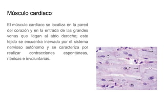 Músculo cardiaco
El músculo cardiaco se localiza en la pared
del corazón y en la entrada de las grandes
venas que llegan al atrio derecho; este
tejido se encuentra inervado por el sistema
nervioso autónomo y se caracteriza por
realizar contracciones espontáneas,
rítmicas e involuntarias.
 