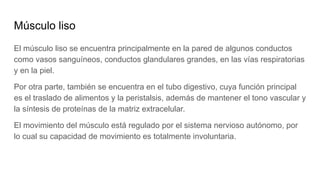 Músculo liso
El músculo liso se encuentra principalmente en la pared de algunos conductos
como vasos sanguíneos, conductos glandulares grandes, en las vías respiratorias
y en la piel.
Por otra parte, también se encuentra en el tubo digestivo, cuya función principal
es el traslado de alimentos y la peristalsis, además de mantener el tono vascular y
la síntesis de proteínas de la matriz extracelular.
El movimiento del músculo está regulado por el sistema nervioso autónomo, por
lo cual su capacidad de movimiento es totalmente involuntaria.
 