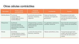 Otras células contráctiles
 