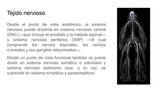 Tejido nervioso
Desde el punto de vista anatómico, el sistema
nervioso puede dividirse en sistema nervioso central
(SNC) —que incluye el encéfalo y la médula espinal—
y sistema nervioso periférico (SNP) —el cual
comprende los nervios espinales, los nervios
craneales y sus ganglios relacionados—.
Desde un punto de vista funcional también se puede
dividir en sistema nervioso somático o voluntario y
sistema nervioso autónomo (que, a su vez, se
subdivide en sistema simpático y parasimpático)
 