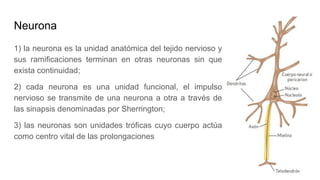 Neurona
1) la neurona es la unidad anatómica del tejido nervioso y
sus ramificaciones terminan en otras neuronas sin que
exista continuidad;
2) cada neurona es una unidad funcional, el impulso
nervioso se transmite de una neurona a otra a través de
las sinapsis denominadas por Sherrington;
3) las neuronas son unidades tróficas cuyo cuerpo actúa
como centro vital de las prolongaciones
 