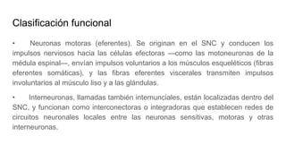 Clasificación funcional
• Neuronas motoras (eferentes). Se originan en el SNC y conducen los
impulsos nerviosos hacia las células efectoras —como las motoneuronas de la
médula espinal—, envían impulsos voluntarios a los músculos esqueléticos (fibras
eferentes somáticas), y las fibras eferentes viscerales transmiten impulsos
involuntarios al músculo liso y a las glándulas.
• Interneuronas, llamadas también internunciales, están localizadas dentro del
SNC, y funcionan como interconectoras o integradoras que establecen redes de
circuitos neuronales locales entre las neuronas sensitivas, motoras y otras
interneuronas.
 