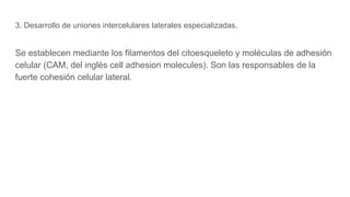 3. Desarrollo de uniones intercelulares laterales especializadas.
Se establecen mediante los filamentos del citoesqueleto y moléculas de adhesión
celular (CAM, del inglés cell adhesion molecules). Son las responsables de la
fuerte cohesión celular lateral.
 