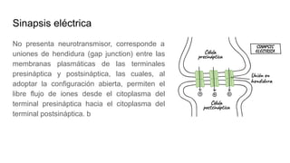 Sinapsis eléctrica
No presenta neurotransmisor, corresponde a
uniones de hendidura (gap junction) entre las
membranas plasmáticas de las terminales
presináptica y postsináptica, las cuales, al
adoptar la configuración abierta, permiten el
libre flujo de iones desde el citoplasma del
terminal presináptica hacia el citoplasma del
terminal postsináptica. b
 