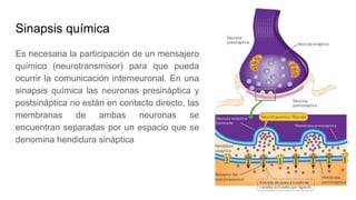 Sinapsis química
Es necesaria la participación de un mensajero
químico (neurotransmisor) para que pueda
ocurrir la comunicación interneuronal. En una
sinapsis química las neuronas presináptica y
postsináptica no están en contacto directo, las
membranas de ambas neuronas se
encuentran separadas por un espacio que se
denomina hendidura sináptica
 
