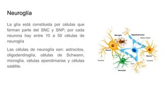 Neuroglía
La glía está constituida por células que
forman parte del SNC y SNP; por cada
neurona hay entre 10 a 50 células de
neuroglía
Las células de neuroglía son: astrocitos,
oligodendroglía, células de Schwann,
microglía, células ependimarias y células
satélite.
 