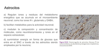Astrocitos
a) Regulan iones y residuos del metabolismo
energético que se acumula en el microambiente
neuronal, como los iones K+, glutamato y GABA;
b) facilitan metabolitos para la actividad neuronal;
c) modulan la composición y concentración de
moléculas, como neurotransmisores y iones en el
espacio extracelular;
d) suministran energía en forma de glucosa que
entra en el SNC a través de los astrocitos siendo
empleados por la neurona;
 