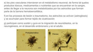 e) los pies vasculares intervienen en el metabolismo neuronal, de forma tal quelos
productos tóxicos, medicamentos o nutrientes que se encuentran en la sangre,
antes de llegar a la neurona son metabolizados por los astrocitos que forman
parte de la barrera hematoencefálica;
f) en los procesos de lesión o traumatismo, los astrocitos se activan (astrogliosis)
y se acumulan para formar tejido de cicatrización
g) participan como sostén y guía en la migración de neuroblastos, en la
neurogénesis, en el desarrollo embrionario y en el adulto.
Protoplasmático
Fibroso
 