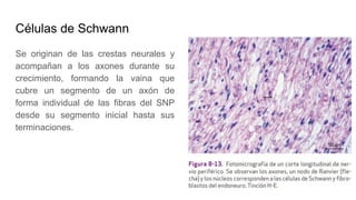 Células de Schwann
Se originan de las crestas neurales y
acompañan a los axones durante su
crecimiento, formando la vaina que
cubre un segmento de un axón de
forma individual de las fibras del SNP
desde su segmento inicial hasta sus
terminaciones.
 