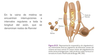En la vaina de mielina se
encuentran interrupciones a
intervalos regulares a toda la
longitud del axón, que se
denominan nodos de Ranvier
 