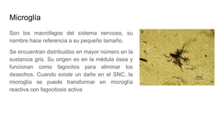 Microglía
Son los macrófagos del sistema nervioso, su
nombre hace referencia a su pequeño tamaño.
Se encuentran distribuidos en mayor número en la
sustancia gris. Su origen es en la médula ósea y
funcionan como fagocitos para eliminar los
desechos. Cuando existe un daño en el SNC, la
microglía se puede transformar en microglía
reactiva con fagocitosis activa
 