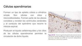 Células ependimarias
Forman un tipo de epitelio cúbico o cilíndrico
simple. Son células con cilios y
microvellosidades. Forman parte de los plexos
coroideos y revisten los ventrículos cerebrales
y al conducto del epéndimo que recorre la
médula espinal.
Producen el líquido cefalorraquídeo y los cilios
de las células ependimarias permiten la
circulación de dicho líquido.
 