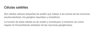 Células satélites
Son células cúbicas pequeñas de sostén que rodean a los somas de las neuronas
seudounipolares, los ganglios raquídeos y simpáticos
La función de estas células es de sostén y contribuyen a mantener así como
regular el microambiente alrededor de las neuronas ganglionares.
 