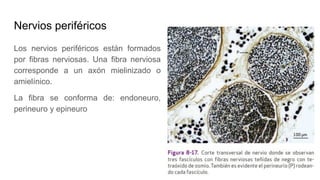 Nervios periféricos
Los nervios periféricos están formados
por fibras nerviosas. Una fibra nerviosa
corresponde a un axón mielinizado o
amielínico.
La fibra se conforma de: endoneuro,
perineuro y epineuro
 
