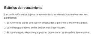 Epitelios de revestimiento
La clasificación de los tejidos de revestimiento es descriptiva y se basa en tres
parámetros:
1. El número de capas que poseen observadas a partir de la membrana basal.
2. La morfología o forma de las células más superficiales.
3. El tipo de especialización que puedan presentar en su superficie libre o apical.
 