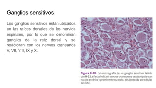 Ganglios sensitivos
Los ganglios sensitivos están ubicados
en las raíces dorsales de los nervios
espinales, por lo que se denominan
ganglios de la raíz dorsal y se
relacionan con los nervios craneanos
V, VII, VIII, IX y X.
 