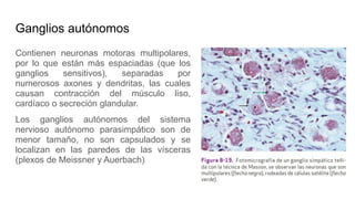 Ganglios autónomos
Contienen neuronas motoras multipolares,
por lo que están más espaciadas (que los
ganglios sensitivos), separadas por
numerosos axones y dendritas, las cuales
causan contracción del músculo liso,
cardíaco o secreción glandular.
Los ganglios autónomos del sistema
nervioso autónomo parasimpático son de
menor tamaño, no son capsulados y se
localizan en las paredes de las vísceras
(plexos de Meissner y Auerbach)
 