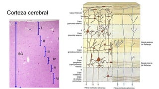 Corteza cerebral
 