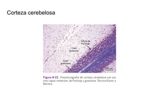 Corteza cerebelosa
 