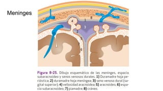 Meninges
 