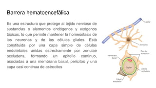 Barrera hematoencefálica
Es una estructura que protege al tejido nervioso de
sustancias o elementos endógenos y exógenos
tóxicos, lo que permite mantener la homeostasis de
las neuronas y de las células gliales. Está
constituida por una capa simple de células
endoteliales unidas estrechamente por zonulae
occludens, formando un epitelio continuo,
asociadas a una membrana basal, pericitos y una
capa casi continua de astrocitos
 