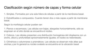 Clasificación según número de capas y forma celular
1. Simples. Formados por una sola hilera de células a partir de la membrana basal.
2. Estratificados o compuestos. Cuando tienen dos o más capas a partir de membrana
basal.
Según la morfología celular pueden ser:
1. Planos o escamosos. Las células son bajas, alargadas horizontalmente, sólo se
engrosan en el sitio donde se encuentra el núcleo.
2. Cúbicos. Las células presentan una distribución homogénea del citoplasma con un
ancho, altura y profundidad aproximadamente iguales; el núcleo es redondeado.
3. Cilíndricos o columnares o prismáticos. Las células se observan más altas que
anchas y por lo general su núcleo ovalado se encuentra en la ubicación basal
 