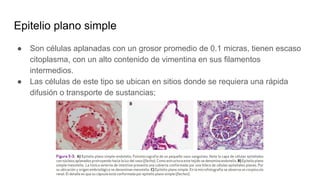 Epitelio plano simple
● Son células aplanadas con un grosor promedio de 0.1 micras, tienen escaso
citoplasma, con un alto contenido de vimentina en sus filamentos
intermedios.
● Las células de este tipo se ubican en sitios donde se requiera una rápida
difusión o transporte de sustancias;
 