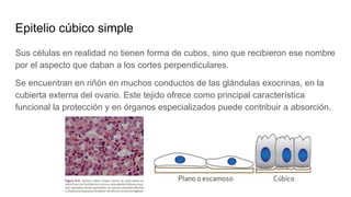 Epitelio cúbico simple
Sus células en realidad no tienen forma de cubos, sino que recibieron ese nombre
por el aspecto que daban a los cortes perpendiculares.
Se encuentran en riñón en muchos conductos de las glándulas exocrinas, en la
cubierta externa del ovario. Este tejido ofrece como principal característica
funcional la protección y en órganos especializados puede contribuir a absorción.
 