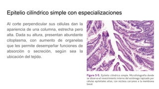 Epitelio cilíndrico simple con especializaciones
Al corte perpendicular sus células dan la
apariencia de una columna, estrecha pero
alta. Dada su altura, presentan abundante
citoplasma, con aumento de organelas
que les permite desempeñar funciones de
absorción o secreción, según sea la
ubicación del tejido.
 