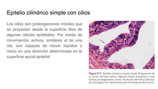Epitelio cilíndrico simple con cilios
Los cilios son prolongaciones móviles que
se proyectan desde la superficie libre de
algunas células epiteliales. Por medio de
movimientos activos, similares al de una
ola, son capaces de mover líquidos o
moco en una dirección determinada en la
superficie apical epitelial.
 