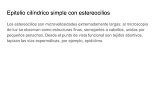 Epitelio cilíndrico simple con estereocilios
Los estereocilios son microvellosidades extremadamente largas; al microscopio
de luz se observan como estructuras finas, semejantes a cabellos, unidas por
pequeños penachos. Desde el punto de vista funcional son tejidos abortivos,
tapizan las vías espermáticas, por ejemplo, epidídimo.
 
