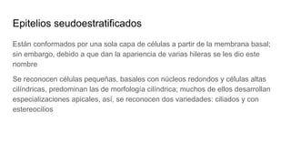 Epitelios seudoestratificados
Están conformados por una sola capa de células a partir de la membrana basal;
sin embargo, debido a que dan la apariencia de varias hileras se les dio este
nombre
Se reconocen células pequeñas, basales con núcleos redondos y células altas
cilíndricas, predominan las de morfología cilíndrica; muchos de ellos desarrollan
especializaciones apicales, así, se reconocen dos variedades: ciliados y con
estereocilios
 