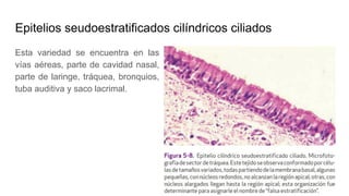 Epitelios seudoestratificados cilíndricos ciliados
Esta variedad se encuentra en las
vías aéreas, parte de cavidad nasal,
parte de laringe, tráquea, bronquios,
tuba auditiva y saco lacrimal.
 